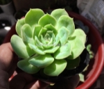 Cách chọn sen đá làm quà ý nghĩa với corner senda