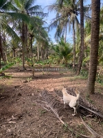 Chính chủ cần bán đất tại - bến tre