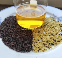 Dầu hạt cải có chiên được không? cần chú ý những gì