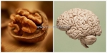 Hạt óc chó tốt cho trí não