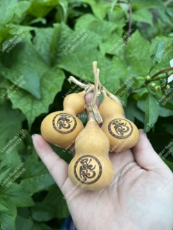 Khắc laser quả hồ lô – khắc chữ, hình, biểu tượng phong thủy - giá rẻ tp.hcm