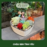 Khám phá bộ sưu tập sen đá độc lạ tại corner senda