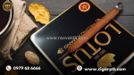 Mình hút cigar lotus hương vị nhẹ mỗi ngày và đây là cảm nhận thực tế