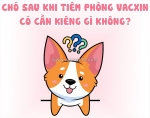Sau khi tiêm phòng, chó cần kiêng gì để bé luôn khỏe mạnh?