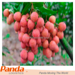 Thủ tục khai báo xuất khẩu vải thiều đi nhật bản