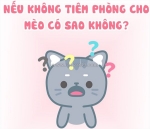 Tiêm phòng cho mèo: có phải là điều bắt buộc hay không?