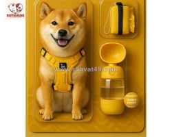 Tự làm đồ chơi cho chó tại nhà: vừa tiết kiệm, vừa gắn kết tình cảm với 