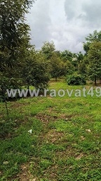 ► chính chủ cần bán gấp 2 lôđất cà phê – tiêu – có diện tích lớn, giá tốt