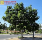 Bán cây công trình, cây đô thị lớn/nhỏ số lượng lớn