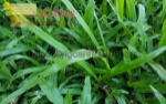 Bán cỏ nhung nhật, cỏ lá gừng thái ở đồng nai, hcm