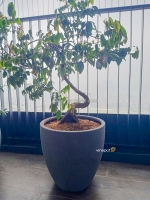 Biến góc nhỏ thành nơi thư giãn cùng chậu cây composite