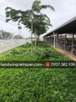 Cắt tỉa cây xanh, hạ chiều cao cây ở đồng nai, hcm