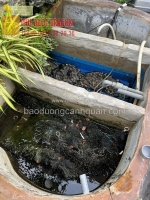 Chống thấm hồ bơi, hồ cá koi, sân thương, vườn trên mái