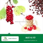 Cung cấp cao khô ngũ vị tử hàng chất lượng cao giá tốt