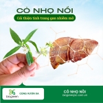 Cung cấp cao khô nhọ nồi hàng chất lượng cao giá tốt