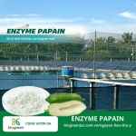 Cung cấp enzyme papain hàng chất lượng cao ứng dụng trong nuôi trồng thủy sản