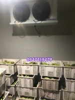 Cung cấp kho lạnh trữ trái cây, kho lạnh bảo quản chuối (0947 459 479) bảo hành 24 tháng