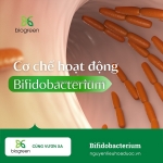 Cung cấp lợi khuẩn bifidobacterium hàng chất lượng cao giá tốt