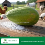 Cung cấp papain trong chế biến thức ăn chăn nuôi