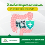Cung cấp saccharomyces cerevisiae hàng chất lượng cao giá tốt