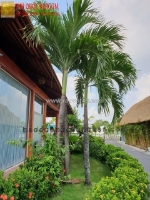 Dịch vụ bảo dưỡng cảnh quan, chăm sóc cây xanh ở đồng nai