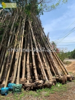 Dịch vụ cắt tỉa cây xanh, hạ cây xanh giá rẻ ở đồng nai