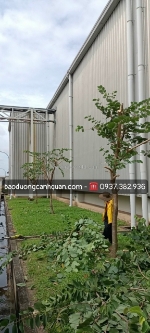 Dịch vụ cắt tỉa cây xanh, hạ tán cây ở đồng nai