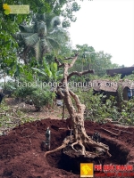 Dịch vụ chặt tỉa cây, hạ tán mùa mưa bão uy tín ở đồng nai