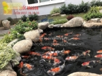 Dịch vụ vệ sinh hồ cá koi chuyên nghiệp ở hồ chí minh