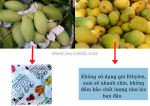Gói hút khí ethylene cho xoài xuất khẩu – giải pháp bảo quản tươi ngon, chống chín sớm