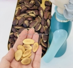 Hạt kơnia có tác dụng gì? khám phá lợi ích của “báu vật” tây nguyên