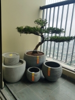 Mang hồn thiên nhiên vào nhà với chậu cây composite