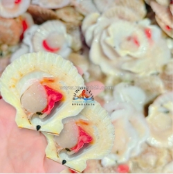 Sò điệp một mảnh