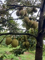 Vườn sầu riêng thu nhập 300 triệu/năm, sổ hồng thổ cư, phong điền