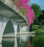 🌟 cc bán 149m đất văn giang, 300m ra kđt ecopark. mt đẹp 8.5m. ô tô tránh, vào