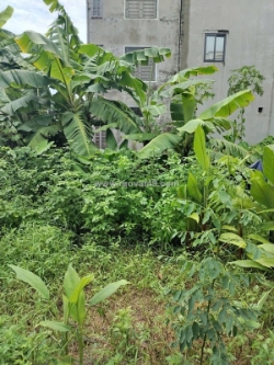 48m2 đất đấu giá ao ngòi xã hoài đức