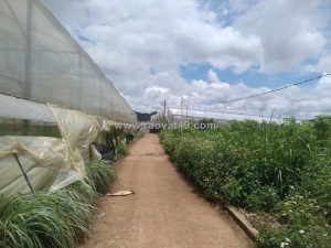 Bán đất nn vạn thành đà lạt hơn nửa sào giá 10tr/m2