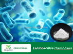 Bán lợi khuẩn lactobacillus rhamnosus tăng cường hệ miễn dịch