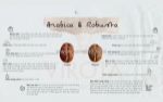Cà phê arabica và robusta: đặc điểm, hương vị và sự khác biệt