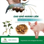 Cao khô hoàng liên – kháng sinh tự nhiên cho vật nuôi
