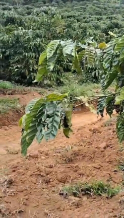 Chính chủ cần bán gấp lô đất có vị trí đẹp tân thanh  - huyện lâm hà   - tỉnh