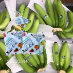 Gói hút ethylene – giải pháp bảo quản chuối xuất khẩu chống chín sớm