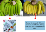 Gói hút ethylene – giải pháp bảo quản chuối xuất khẩu không chín sớm