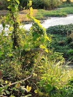 Hạ giá bán gấp! lô góc thoáng mát, qh thổ cư xã diên toàn – diên khánh! giá