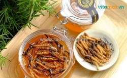 Nguyên tắc cơ bản khi chọn tỷ lệ ngâm đông trùng hạ thảo mật ong