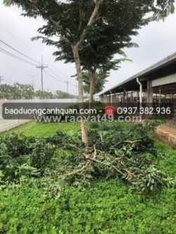 Nhận cắt tỉa cây cảnh, cây xanh đô thị