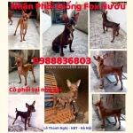 Nhận phối giống fox hươu mini . 0988836803