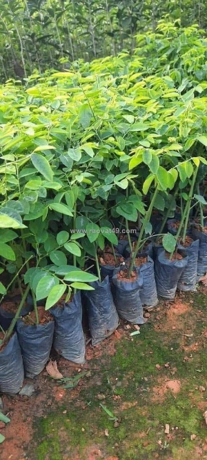 Rau rẻ tiền mà tốt gấp bội: giúp mát gan, ngủ ngon