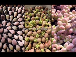 Tiêu chí chọn hạt giống cây sen đá – mua hạt giống sen đá ở đâu chất lượng 2025