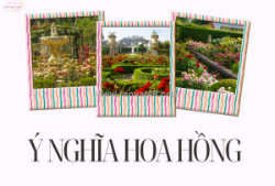 Ý nghĩa hoa hồng trong cuộc sống